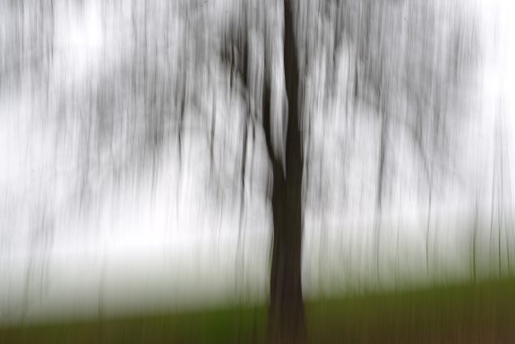 Obstbaum
