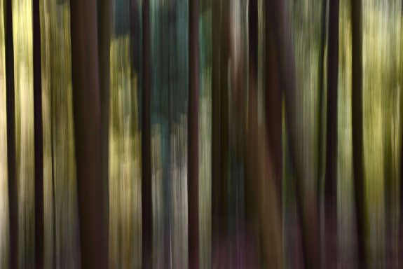 Schwarzer Wald