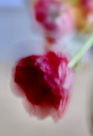 Tulpe