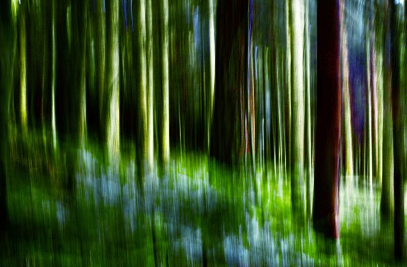 Waldboden in blau